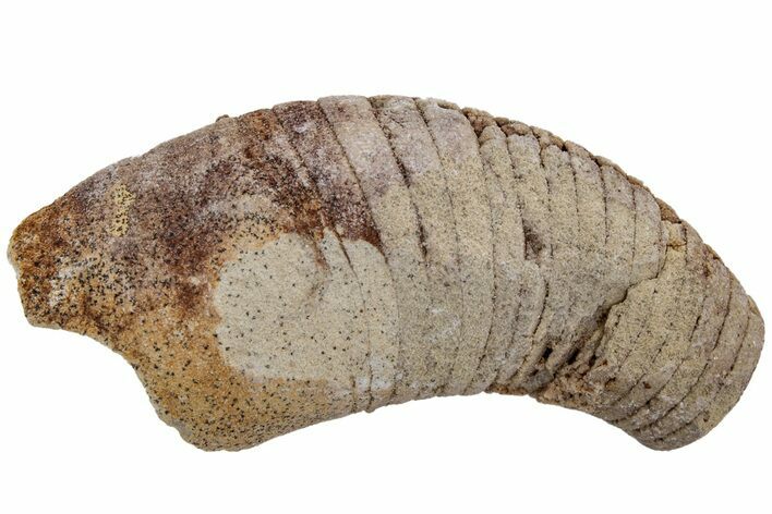Ordovician Oncoceratid (Beloitoceras) Fossil - Wisconsin #216367